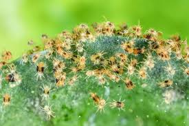 Image result for spider mites cucumber plants