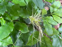 Image result for Thilachium africanum