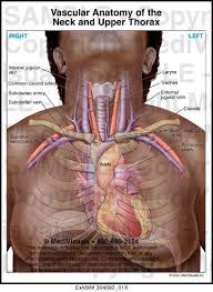 The subclavian artery supplies portions of the chest cavity and chest wall and portions of the shoulder girdle. Pin On Anatomy Of The Head