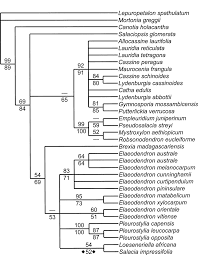 Image result for Elaeodendron matabelicum