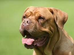 dogue de bordeaux full profile history and care