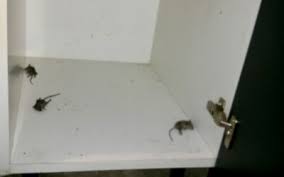 Check spelling or type a new query. Dead Mouse Smell How To Identify And Get Rid Of It