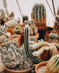 Cacti have numerous anatomical and behavioral adaptations for absorbing and storing water, preventing water loss, protecting themselves from predators, limiting damage from the hot sun, saving their energy, requiring few resources, and attracting pollinators. Cactus Is Just A Really Aggressive Cucumber My Love For Desert Plants Continues In My New Blog Post Myhappyviews Desert Plants Plants Cactus