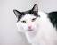 Striped Domestic Shorthair Cat