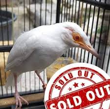 Racikan pakan lovebird betina dewasa single fighter pada video tayangan kali ini. Cara Membuat Jamu Tetes Untuk Lovebird Agar Gacor