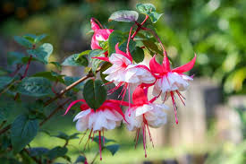 Google fuchsia revolves around the idea of being able to do whatever you want from whatever device you have at the ready. Fuchsias
