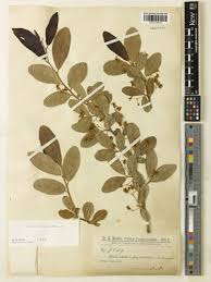 Image result for Octolepis decalepis