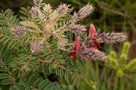 Image result for Indigofera hilaris