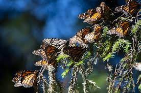 Monarch Butterfly Yei