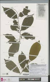 Image result for Thecacoris