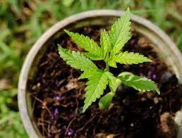 Vedremo insieme moltissimi esempi e soluzioni che potranno fare al caso vostro, eccovi le nostre guide di dettaglio su come coltivare in casa. Cannabis Coltivarla In Casa Per Uso Personale Non E Reato