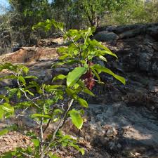 Image result for Monodora junodii