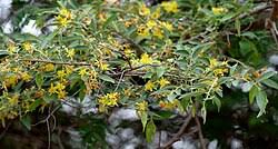 Image result for Grewia herbacea