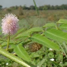 Image result for Mimosa pigra