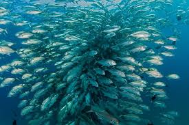 Pada kesempatan kali ini kita akan. Menternak Ikan Laut Di Atas Daratan