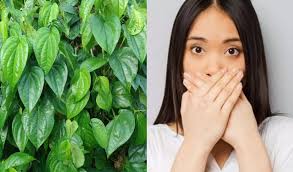 Tidak Percaya Diri karena Bau Mulut? Inilah 5 Herbal yang Mampu Membuat  Kuman Bau Mulut Musnah