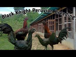 Sabung ayam peru atau peruvian cockfighting merupakan kegiatan yang dilegalkan dan tipe ayam peruvian sedikit berbeda dengan ayam laga lainnya. Breeding Of Peruvian Black Knight From Kate And Kurt Farm Youtube