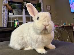 Bubbles the literal second I walked towards her “cookie jar” 😋🍪