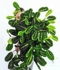 They are among one of the most beautiful and exotic collections of foliage produced today. Prayer Plant Maranta Leuconeura Care Guide That Planty Life