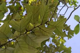 Image result for Pterospermum