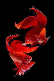 Siamese Fish By Subpong Ittitanakul Siamese Fighting Fish Betta Fish Fish