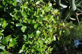 Image result for Catha edulis