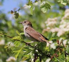 Image result for Nightingale