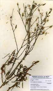 Image result for Lactuca inermis