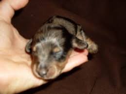 Not only are there dachshund puppies for sale michigan, but most of our registered breeders (excluding those in hawaii and alaska) are experienced in arranging. Dachshund Puppies In Michigan