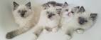 Adorable Ragdoll Kittens for sale - Catlana Ragdolls