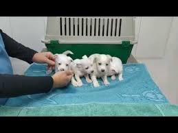 Pin En Adopta Un Cachorro