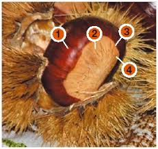 Il tipo di castagne da. Villar Focchiardo Carta D Identita Del Marrone