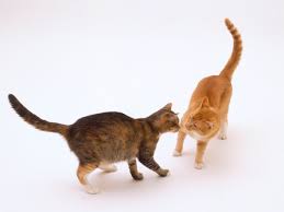 Both male and female cats can spray, although urine spraying is more common in male cats, especially unneutered male cats. Are Cats Still Sexually Active After Spay And Neutering
