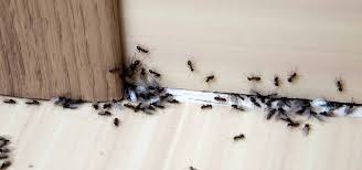 Finding software can be overwhelming. Ant Exterminator Ant Pest Control Black Pest Prevention