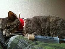 When cancer develops in the liver, it's called primary liver cancer. Feline Hepatic Lipidosis Wikipedia