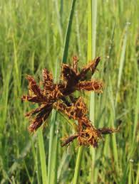 Image result for Pycreus