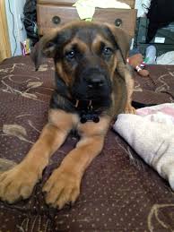 German Shepard American Bulldog And Black Lab Mix Meet Winchester American Bulldog Animals German Shepherd Lab Mix