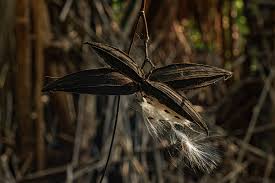 Image result for Parquetina calophylla