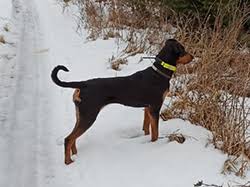 Image result for sedmihradský honič