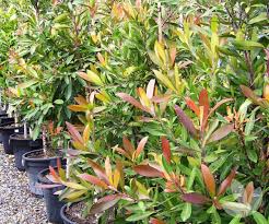 Image result for Tristaniopsis laurina