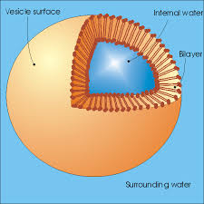 Maybe you would like to learn more about one of these? Quia Animal Cell