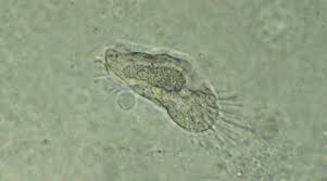 Image result for Physotrichia