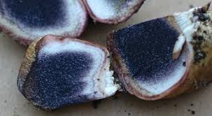 Image result for Scleroderma polyrhizon