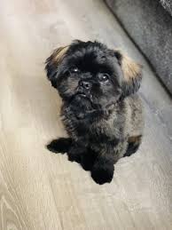 Our puppies are gorgeous with quality. Shih Tzu Puppies For Sale Centreville Va 317043