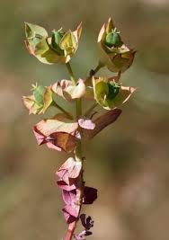 Image result for Euphorbia lissosperma
