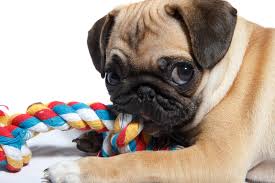 Ice cubes can actually be used to slow down the rate of ingestion of water by overly excited dogs. Puppy Teething Tips Mark Chappell