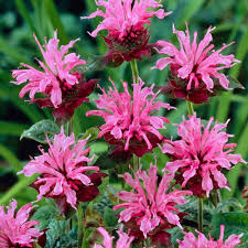 Van Zyverden Purple Bee Balm Aquarius Roots 5 Pack Bee Balm Bee Balm Plant Herbaceous Perennials