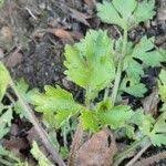 Image result for Ranunculus multifidus