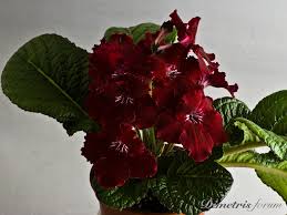 Image result for Streptocarpus sp.nov. aff. S. grandis