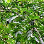 Image result for Aphanamixis polystachya